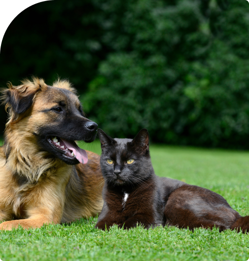 Consulta de Dermatologia ao domicílio para cães e gatos