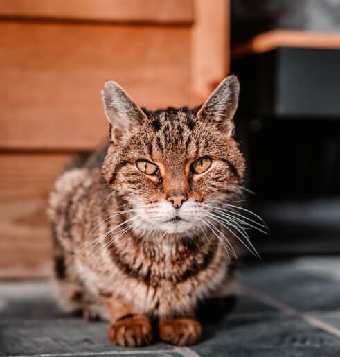 Consulta de Geriatria ao domicílio para cães e gatos