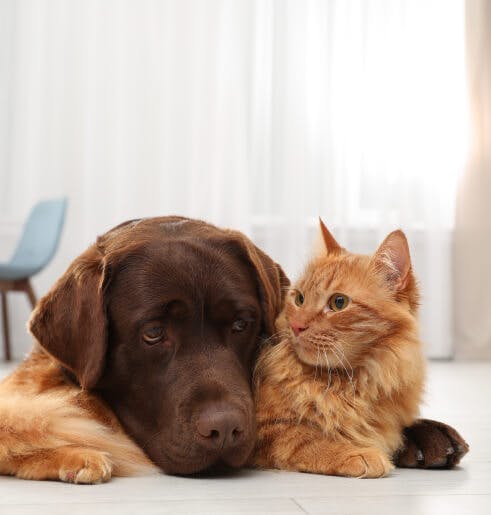 Consulta de Clínica Geral ao domicílio para cães e gatos