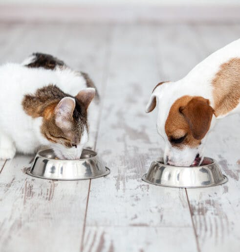 Consulta de Nutrição ao domicílio para cães e gatos