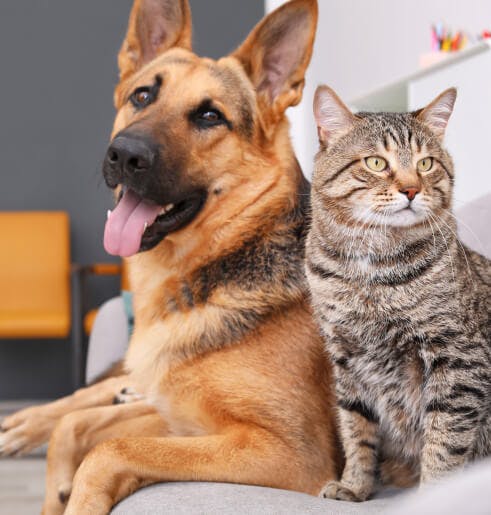 Consulta de Medicina Preventiva ao domicílio para cães e gatos