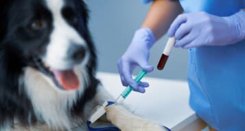 servico analises clinicas