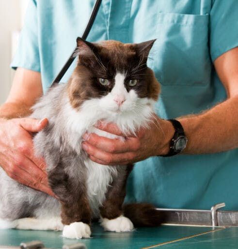 Consulta de Cardiologia ao domicílio para cães e gatos