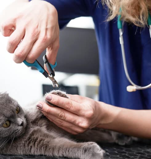 Corte de unhas e Limpeza de Ouvido de cães e gatos