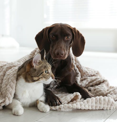 Enfermagem ao domicílio para cães e gatos