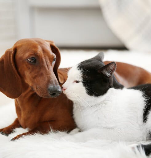 Fluidoterapia ao domicílio para cães e gatos