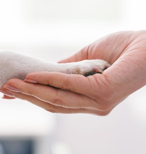 Cuidados Paliativos ao Domicílio para Cães e Gatos