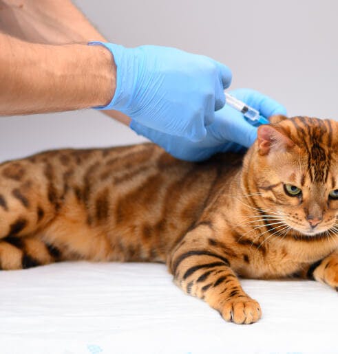 Vacinação ao domicílio para cães e gatos