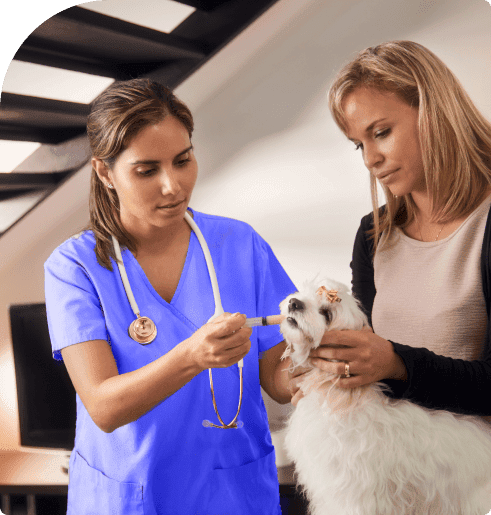 Veterinário ao domicílio para cães e gatos