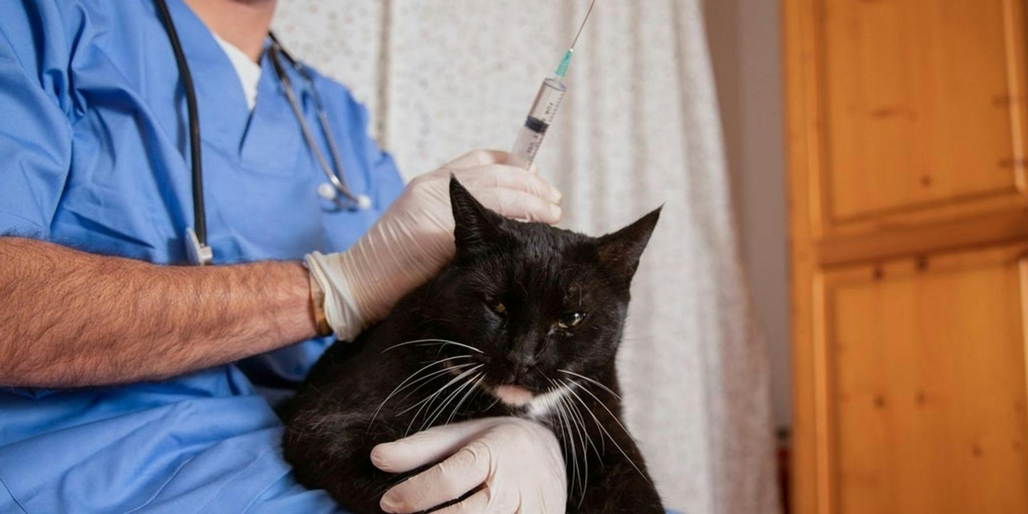 Cover Image for Guia rápido do FeLV em gatos – O que precisa saber sobre o Vírus da Leucemia Felina