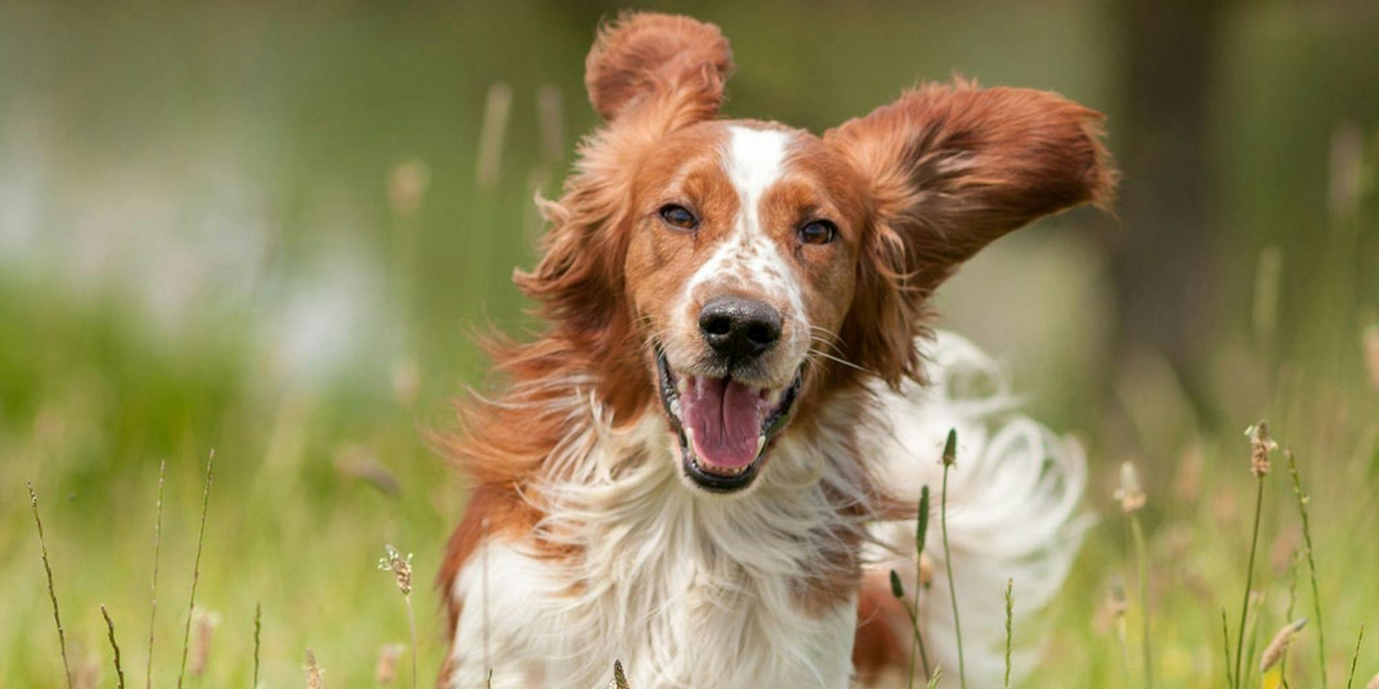 Cover Image for Vacinas para cães: o guia rápido que todos os tutores devem ler