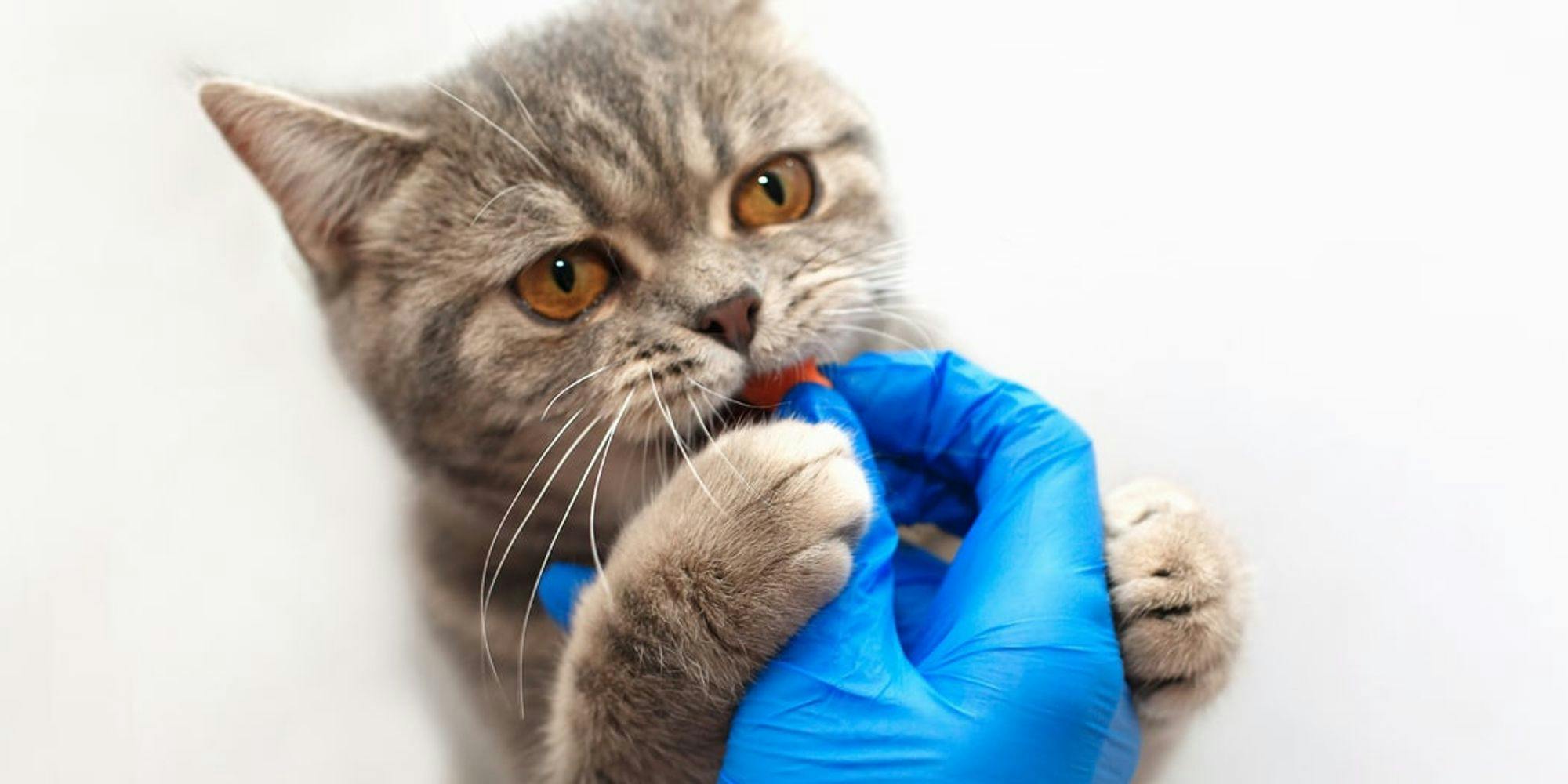 Cover Image for 7 respostas sobre desparasitante interno para gatos: Como manter o seu animal de estimação protegido