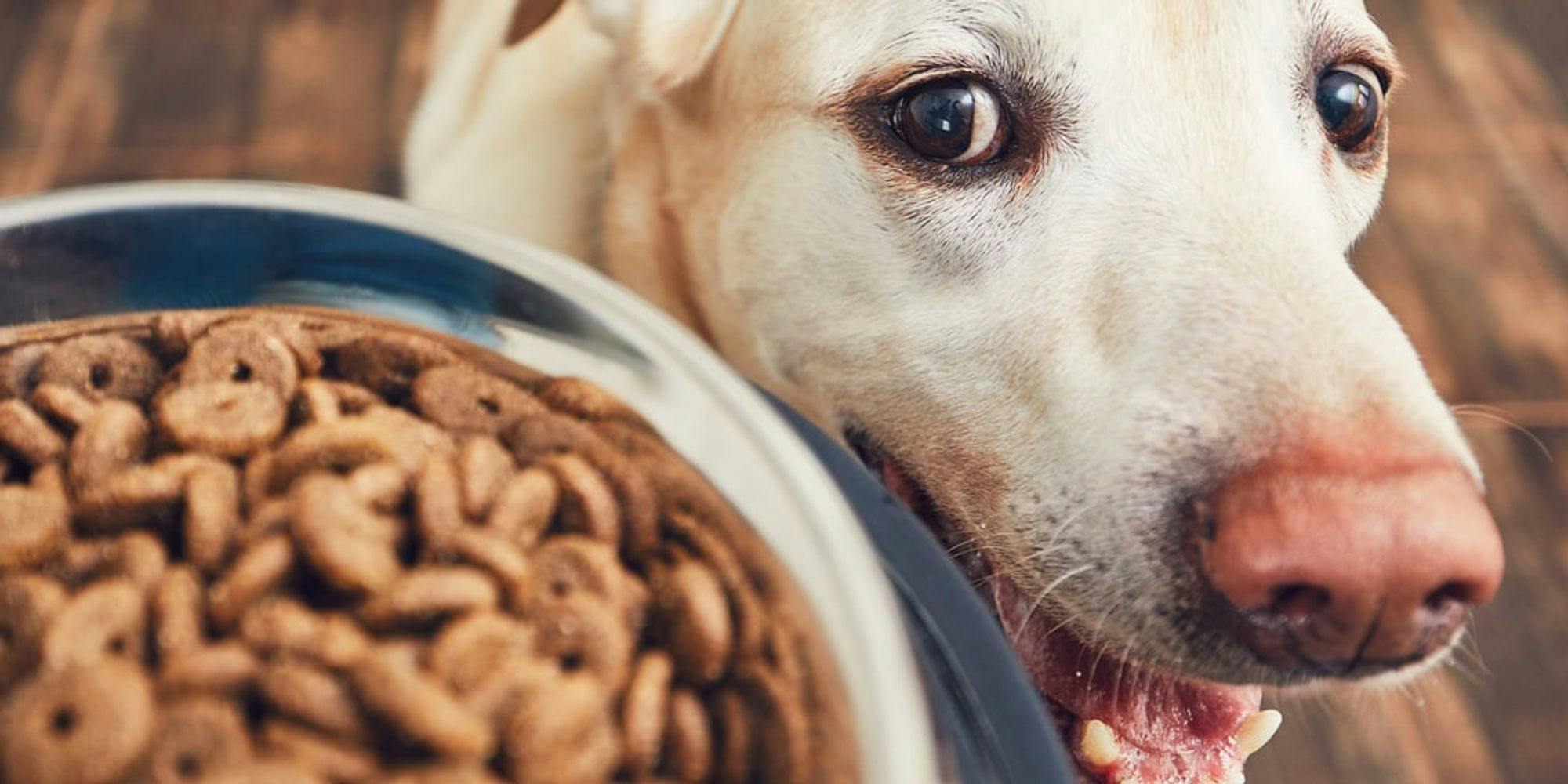 Cover Image for 8 alimentos que são proibidos na dieta dos cães