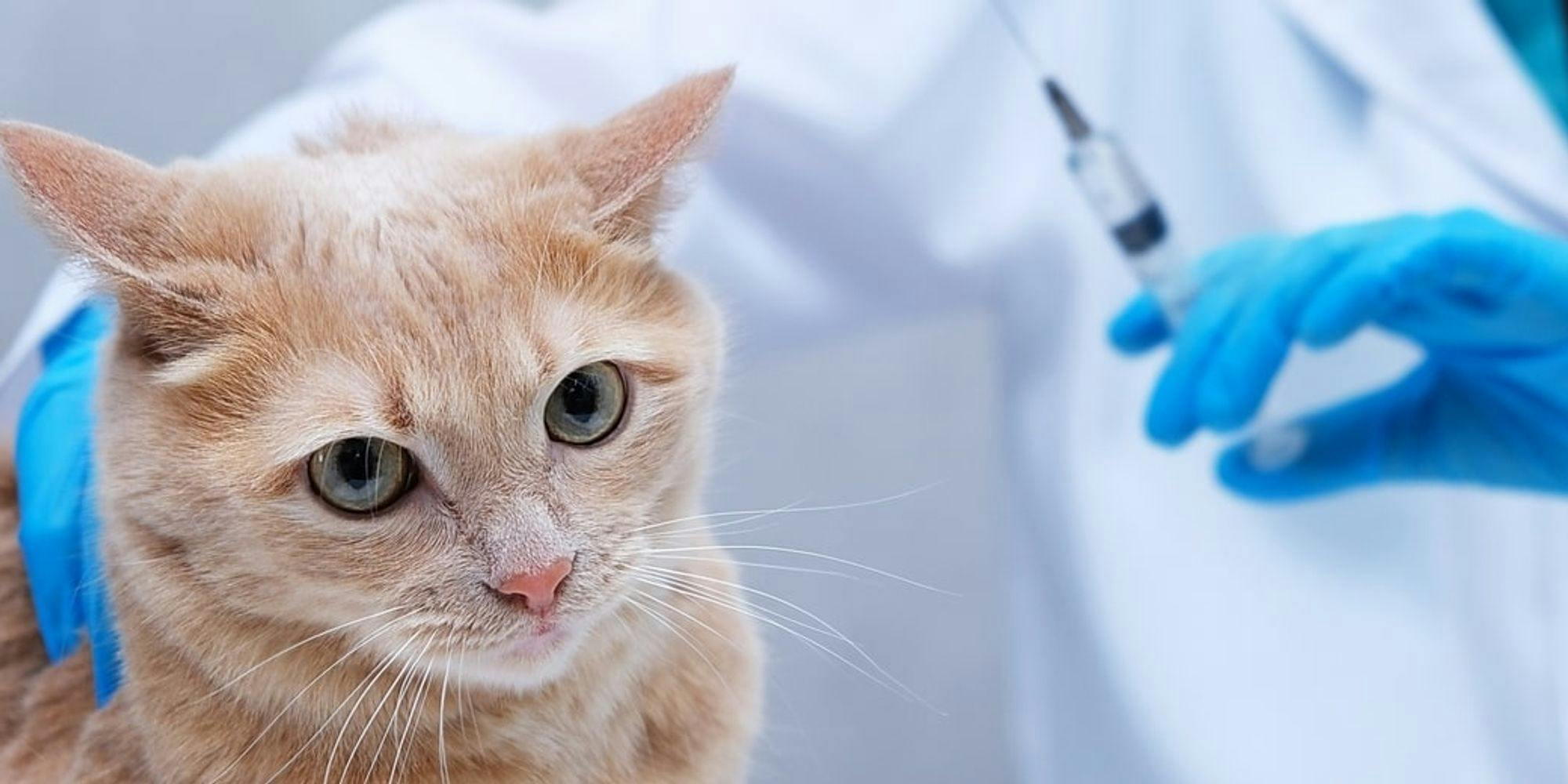 Cover Image for Guia de Vacinas para Gatos: calendário de vacinação completo com as respostas para as suas perguntas
