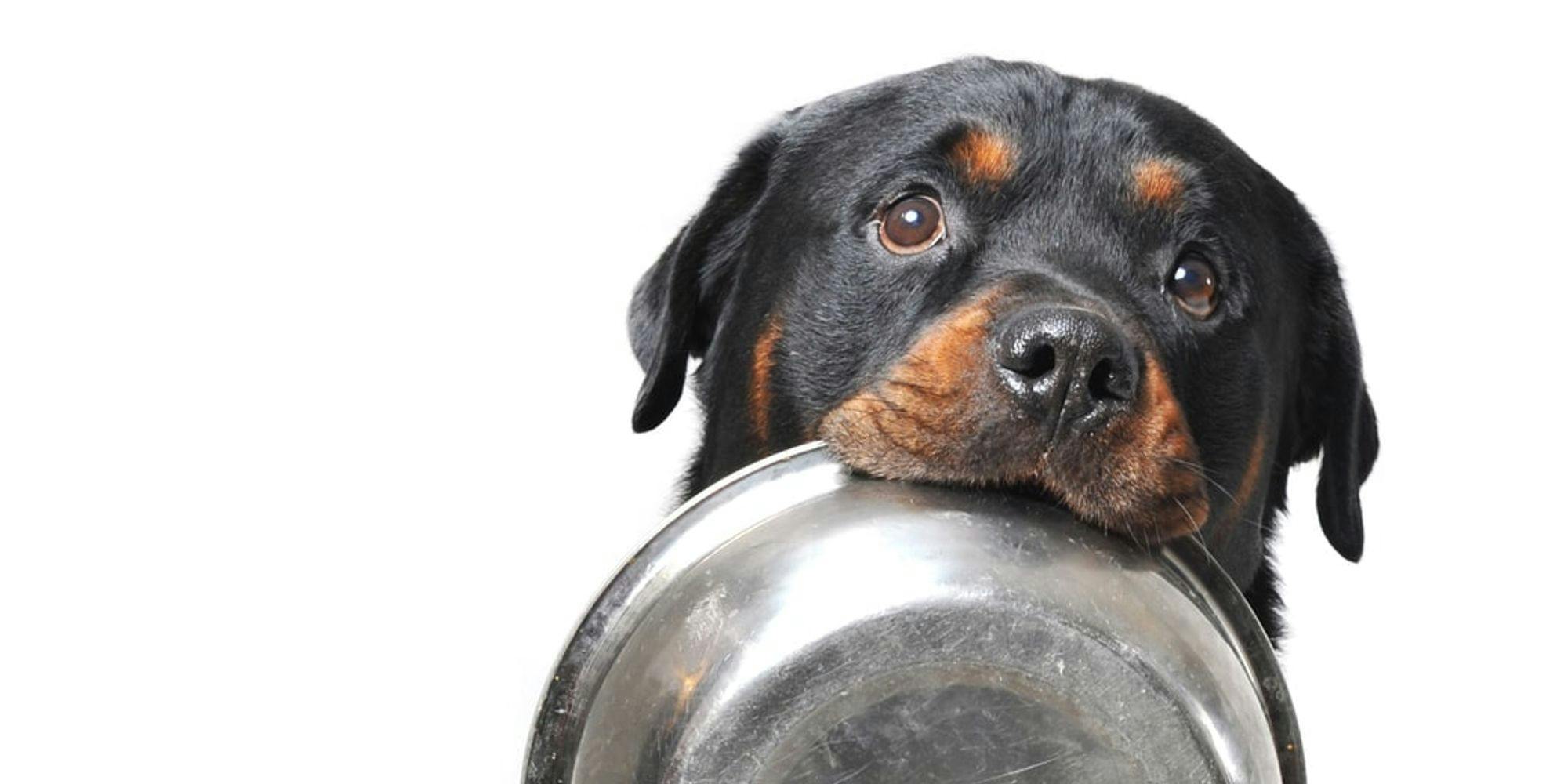 Cover Image for Comida para Cão: será que sabe escolher o melhor alimento para o seu amigo? 