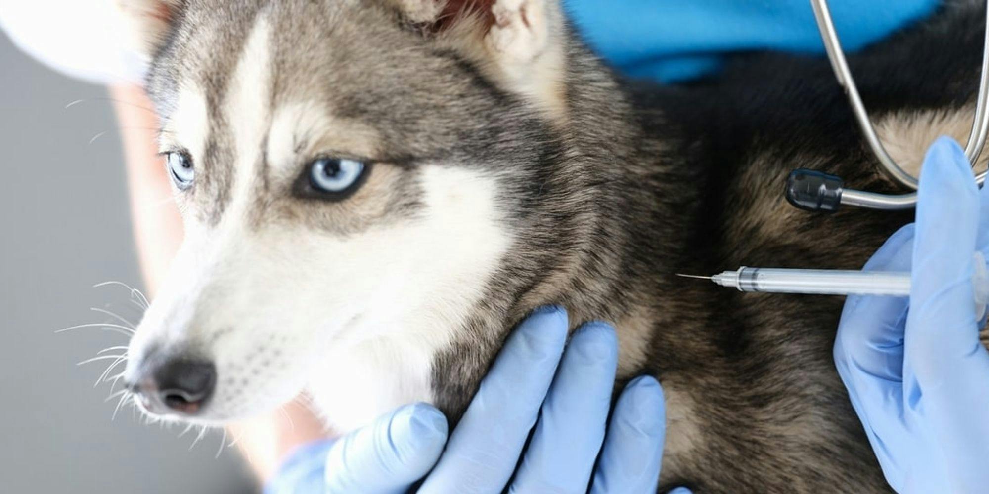 Cover Image for Vacina da Leishmaniose Canina: o que precisa saber para proteger o seu cão