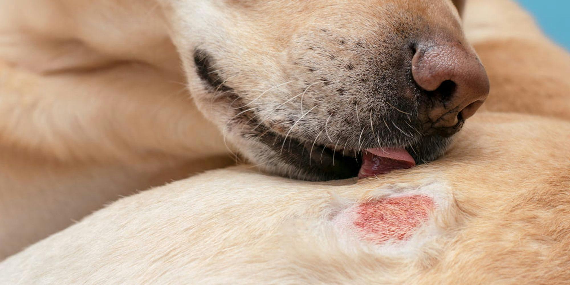 Cover Image for Conheça as causas, sintomas e tratamentos da Dermatite Atópica Canina 