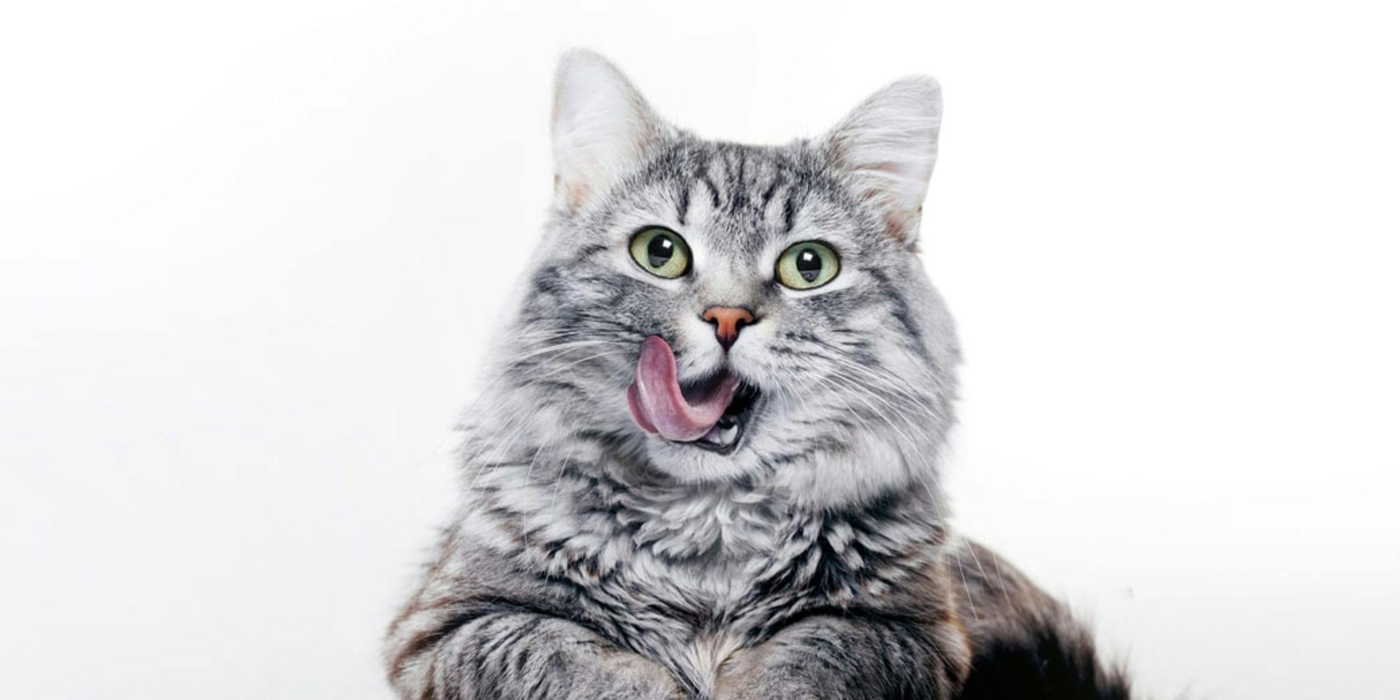 Cover Image for Guia rápido da alimentação do gato: 5 respostas para as dúvidas dos tutores