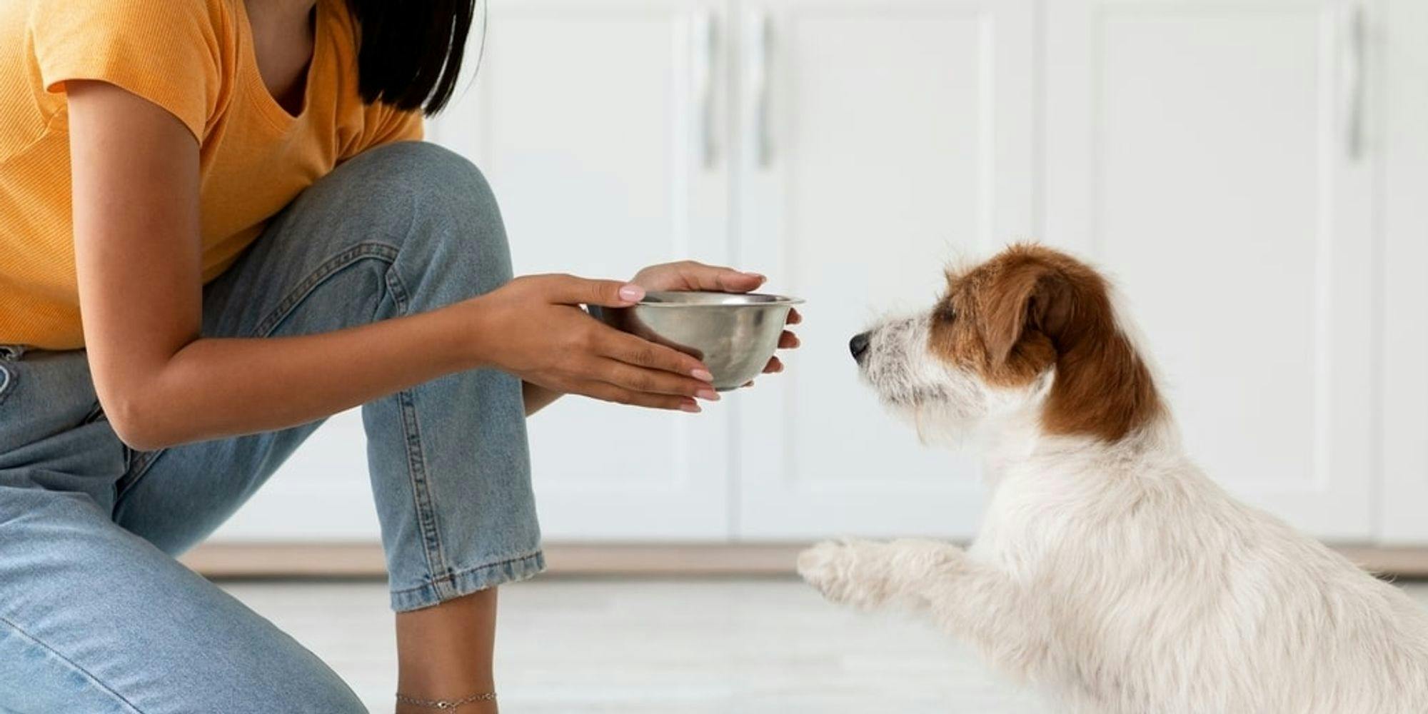 Cover Image for Comida para Cães: Um Guia Completo para uma Alimentação Saudável
