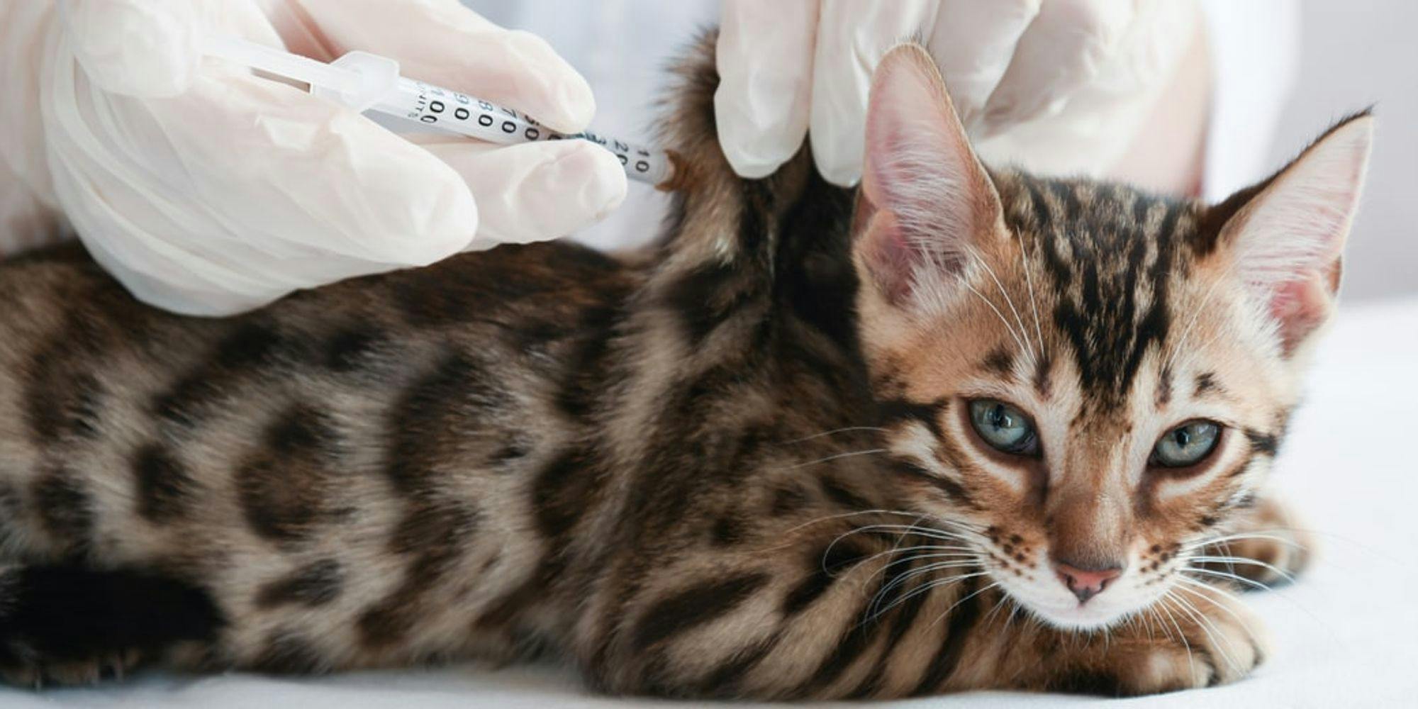 Cover Image for 9 Respostas sobre a Vacina FeLV: como proteger o seu gato contra a Leucemia Felina