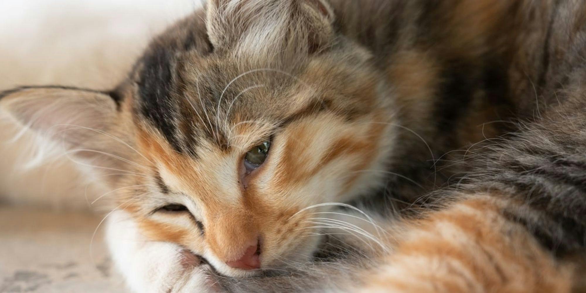 Cover Image for Gato doente: os sintomas que podem ser motivo de alerta para os tutores 
