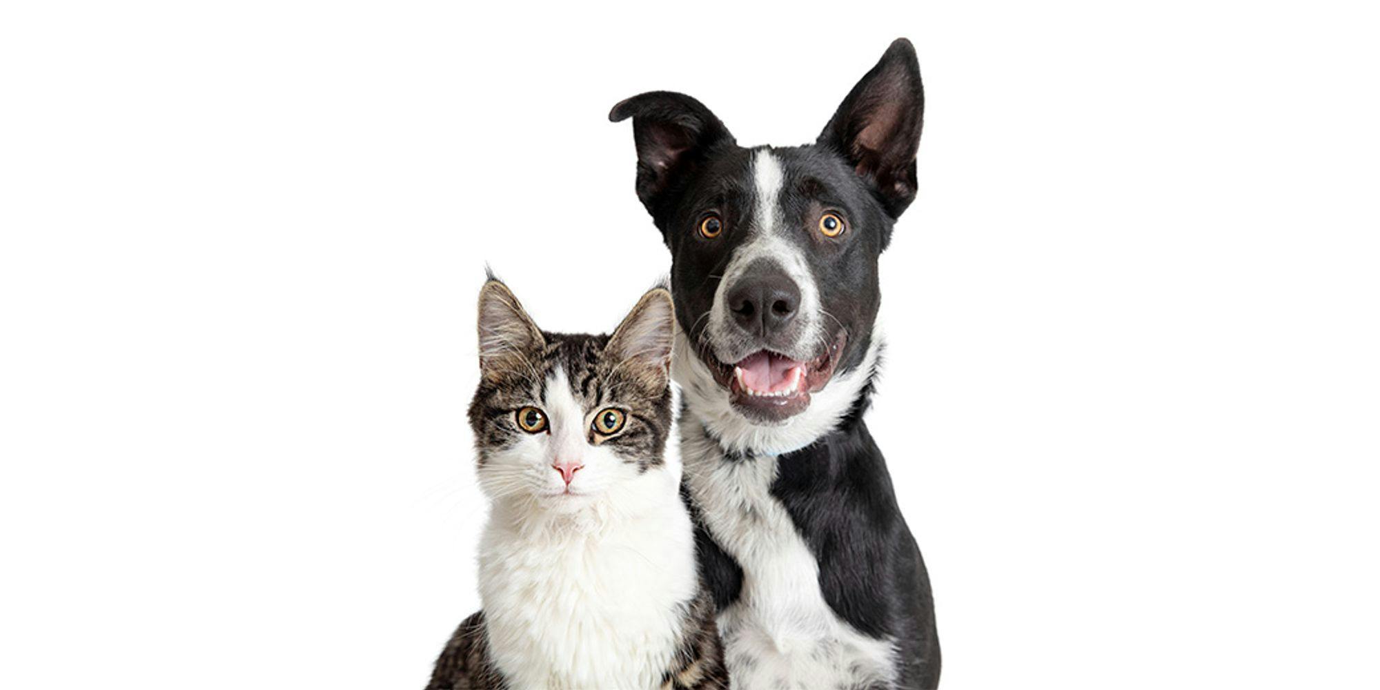 Cover Image for Microchip em gatos e cães e as dúvidas dos tutores: como funciona, onde se coloca, legislação e preço